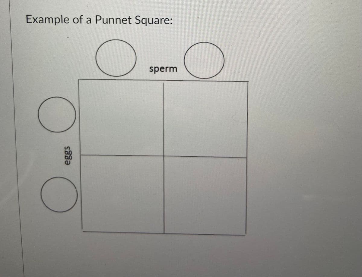 Example of a Punnet Square:
sperm
eggs
