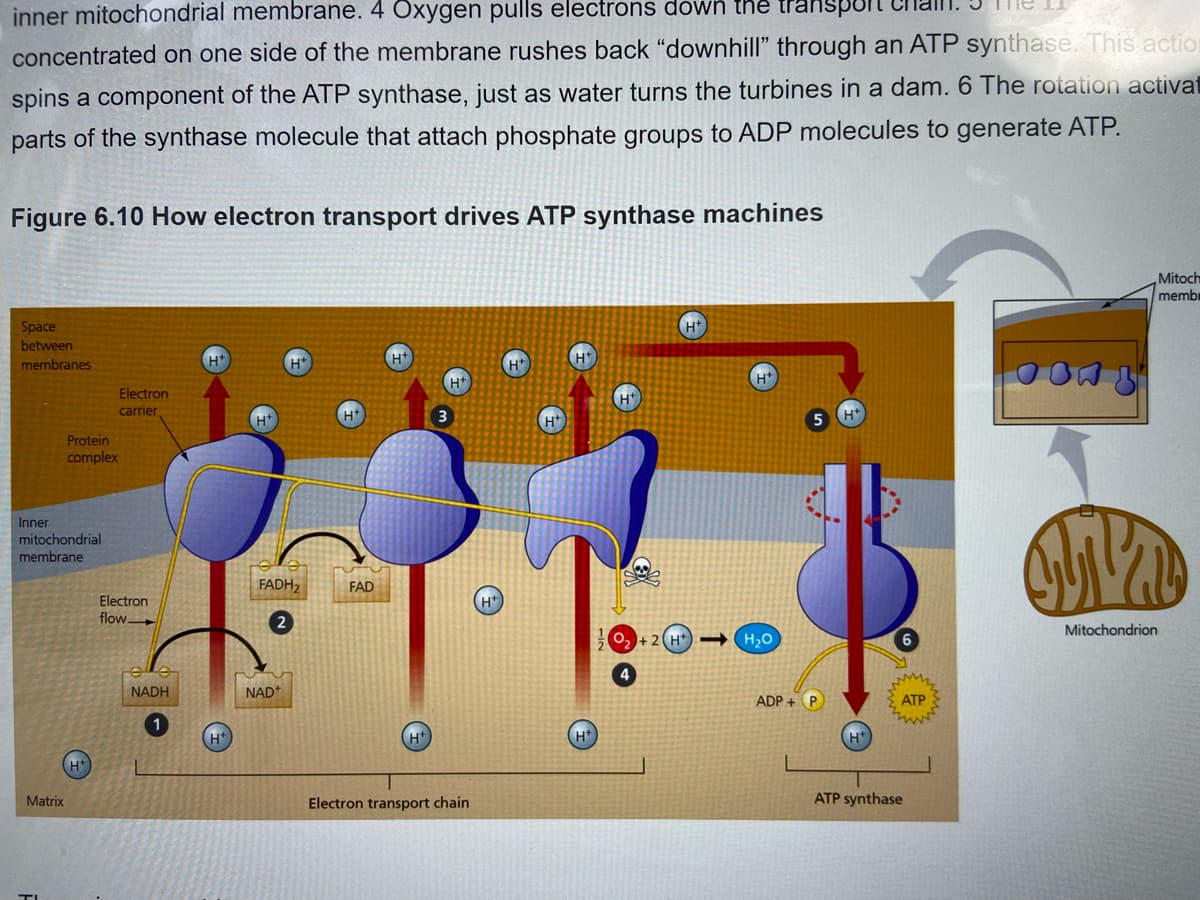 inner mitochondrial membrane. 4 Oxygen pulls electrons down the transport
concentrated on one side of the membrane rushes back "downhill" through an ATP synthase. This action
spins a component of the ATP synthase, just as water turns the turbines in a dam. 6 The rotation activat
parts of the synthase molecule that attach phosphate groups to ADP molecules to generate ATP.
Figure 6.10 How electron transport drives ATP synthase machines
Mitoch
memb
Ht
Space
between
membranes
H*
H
H*
Ht
H*
Electron
H*
carrier
H*
H*
Protein
complex
Inner
mitochondrial
membrane
FADH,
FAD
Electron
flow
2
Mitochondrion
O,
H*
H20
NADH
NAD*
ADP + P
АТР
1
H*
H*
H*
Ht
Matrix
Electron transport chain
ATP synthase
