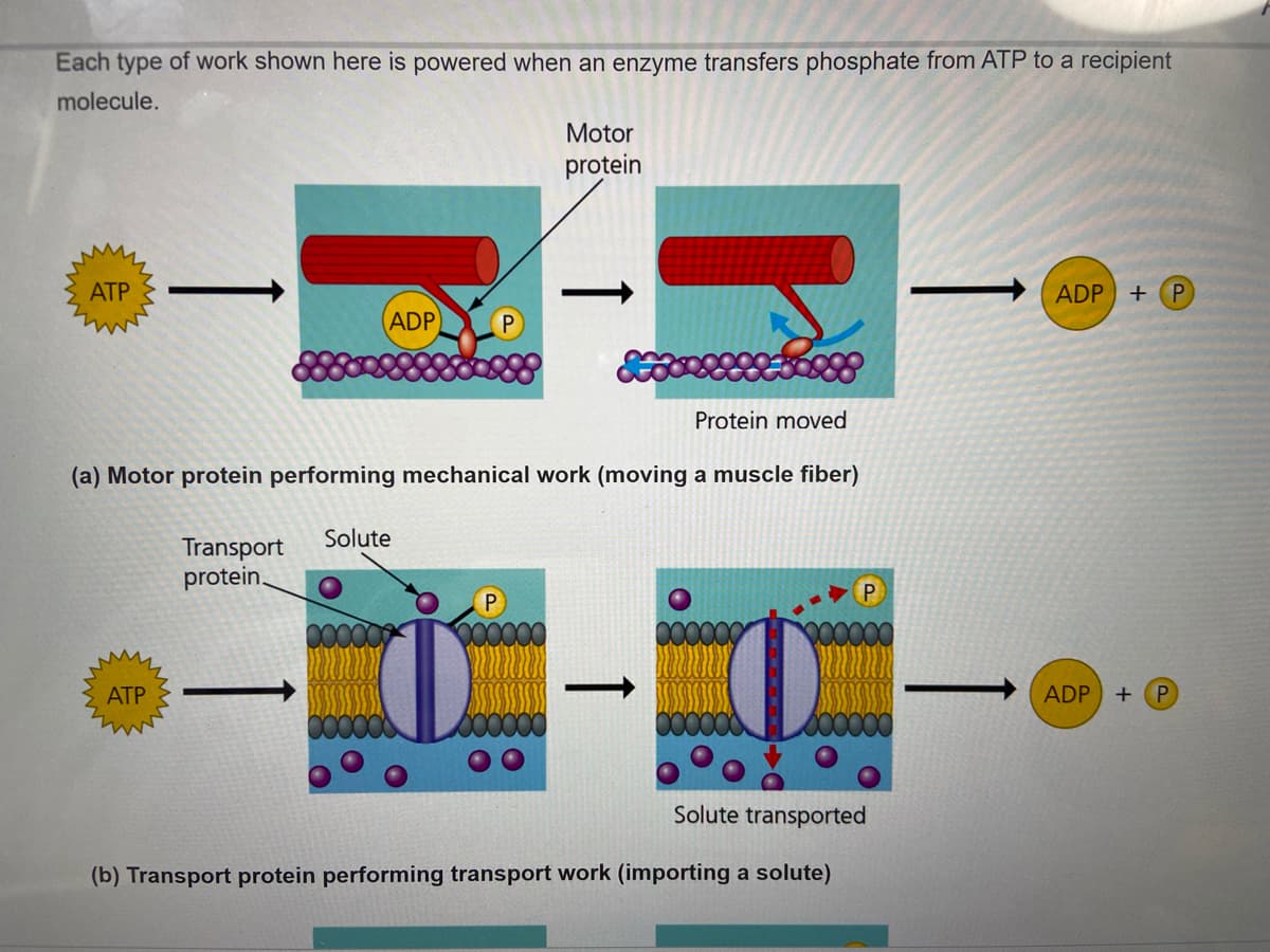 Each type of work shown here is powered when an enzyme transfers phosphate from ATP to a recipient
molecule.
Motor
protein
ATP
ADP + P
ADP
Protein moved
(a) Motor protein performing mechanical work (moving a muscle fiber)
Solute
Transport
protein.
АТР
ADP +P
Solute transported
(b) Transport protein performing transport work (importing a solute)
