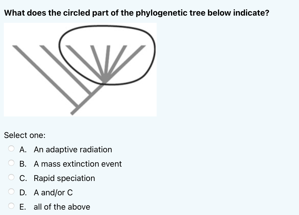 What does the circled part of the phylogenetic tree below indicate?
Select one:
A. An adaptive radiation
B. A mass extinction event
C. Rapid speciation
D. A and/or C
E. all of the above
