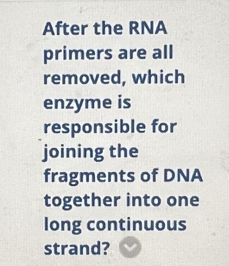 After the RNA
primers are all
removed, which
enzyme is
responsible for
joining the
fragments of DNA
together into one
long continuous
strand?