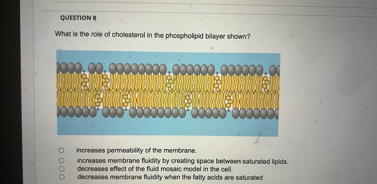 QUESTION 8
What is the role of cholesterol in the phospholipid bilayer shown?
increases permeability of the membrane.
increases membrane fluidity by creating space between saturated lipids.
decreases effect of the fluid mosaic model in the cellI.
decreases membrane fluidity when the fatty acids are saturated
O 000
