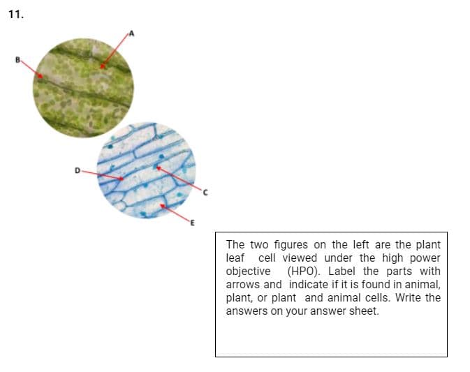 11.
The two figures on the left are the plant
leaf cell viewed under the high power
objective (HPO). Label the parts with
arrows and indicate if it is found in animal,
plant, or plant and animal cells. Write the
answers on your answer sheet.
