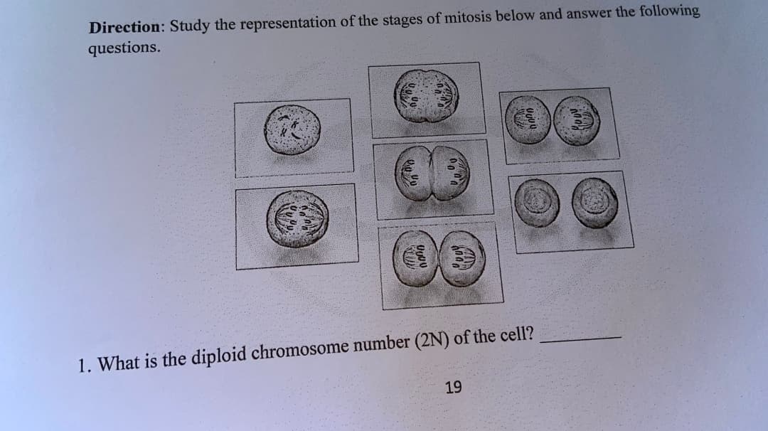Direction: Study the representation of the stages of mitosis below and answer the following
questions.
1. What is the diploid chromosome number (2N) of the cell?
19