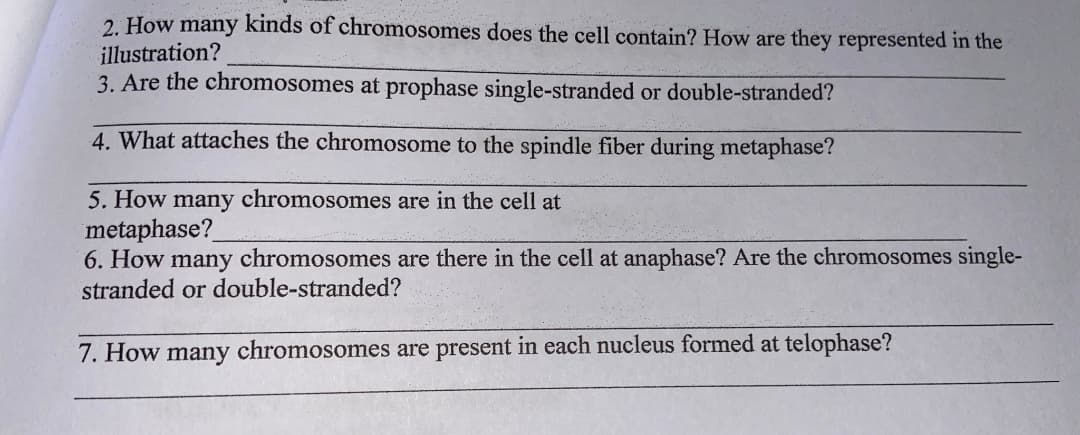 2. How many kinds of chromosomes does the cell contain? How are they represented in the
illustration?
3. Are the chromosomes at prophase single-stranded or double-stranded?
4. What attaches the chromosome to the spindle fiber during metaphase?
5. How many chromosomes are in the cell at
metaphase?
6. How many chromosomes are there in the cell at anaphase? Are the chromosomes single-
stranded or double-stranded?
7. How many chromosomes are present in each nucleus formed at telophase?