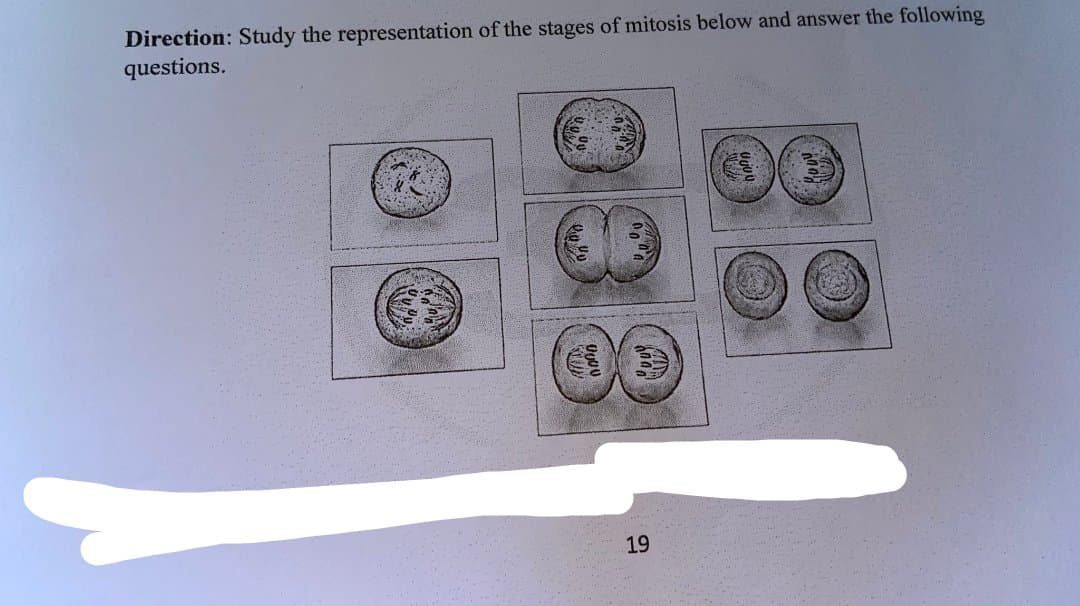Direction: Study the representation of the stages of mitosis below and answer the following
questions.
ZAND
2000
6000
19