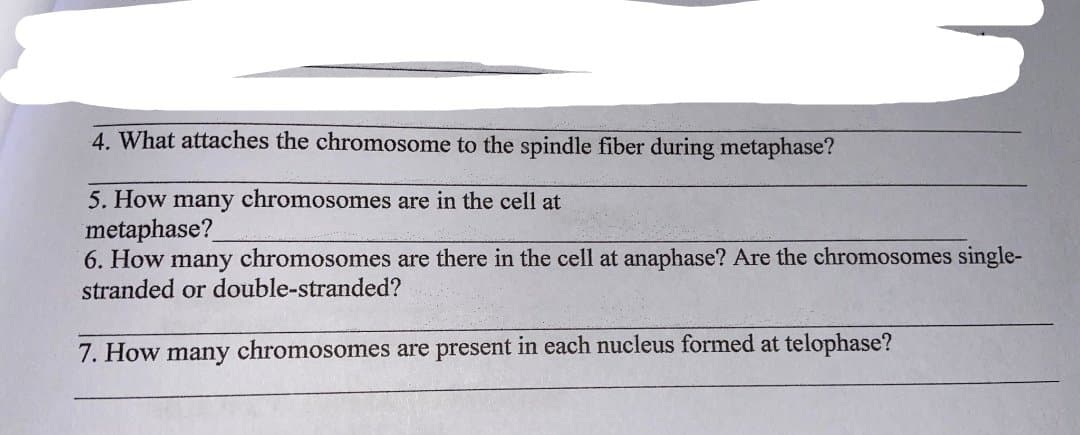 4. What attaches the chromosome to the spindle fiber during metaphase?
5. How many chromosomes are in the cell at
metaphase?
6. How many chromosomes are there in the cell at anaphase? Are the chromosomes single-
stranded or double-stranded?
7. How many chromosomes are present in each nucleus formed at telophase?