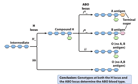 ABO
locus
JA
A antigen
Terminal
sugar
H
locus
Compound H
B antigen'
H_
Intermediate
O (no A, B
antigen)
ii
hh
О (nо А,В
O (no A,B
antigen)
Conclusion: Genotypes at both the H locus and
the ABO locus determine the ABO blood type.
