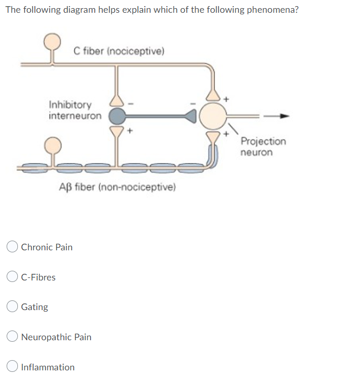 The following diagram helps explain which of the following phenomena?
C fiber (nociceptive)
Inhibitory
interneuron
Projection
neuron
Aß fiber (non-nociceptive)
Chronic Pain
C-Fibres
Gating
Neuropathic Pain
Inflammation
