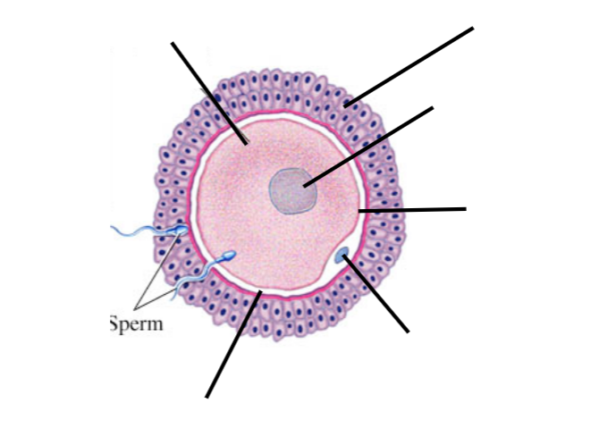 Sperm