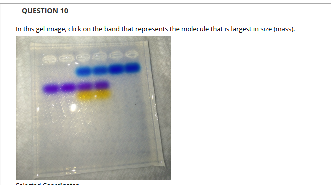 QUESTION 10
In this gel image, click on the band that represents the molecule that is largest in size (mass).

