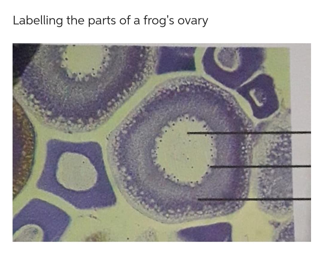 Labelling the parts of a frog's ovary
O
