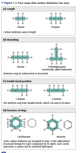 V Figure 4.5 Four ways that carbon skeletons can vary.
(a) Length
H H
HH H
H-
-H
Ethane
Propane
Carbon skeletons vary In length.
ы вranching
H
--
HHHH
H
H
HAA
H HA
2-Methylpropane
(commonly called isobutane)
Butane
Skeletons may be unbranched or branched.
() Double bond position
HHHH
1-Butene
2-Butene
The skeleton may have double bonds, which can vary in location.
(d) Presence of rings
H.
H"
H-
Cycdohexane
Benzene
Some carbon skeletons are arranged in rings. In the abbreviated
structural formula for each compound to its right), each comer
represents a carbon and its attached hydrogers.
