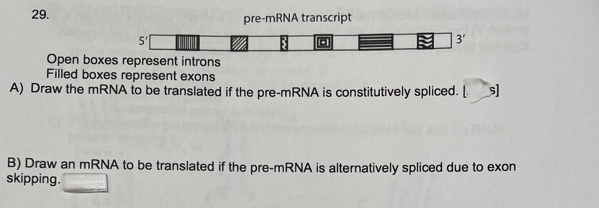 29.
pre-MRNA transcript
5'
3'
Open boxes represent introns
Filled boxes represent exons
A) Draw the MRNA to be translated if the pre-mRNA is constitutively spliced. S
B) Draw an mRNA to be translated if the pre-MRNA is alternatively spliced due to exon
skipping.
