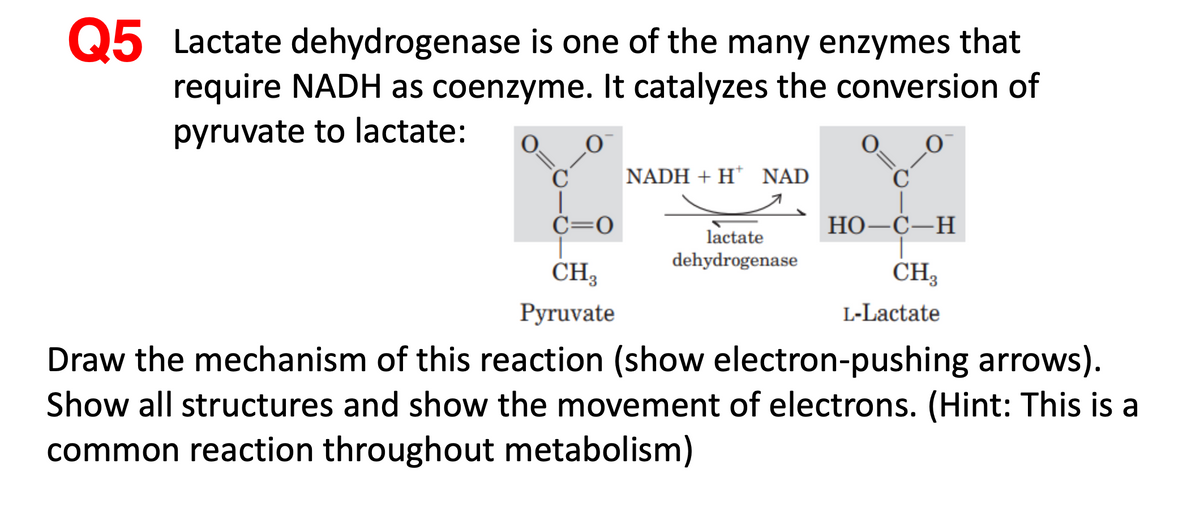 Q5 Lactate dehydrogenase is one of the many enzymes that
require NADH as coenzyme. It catalyzes the conversion of
pyruvate to lactate:
NADH + H* NAD
C=0
НО -С—Н
lactate
dehydrogenase
CH3
CH3
Pyruvate
L-Lactate
Draw the mechanism of this reaction (show electron-pushing arrows).
Show all structures and show the movement of electrons. (Hint: This is a
common reaction throughout metabolism)
