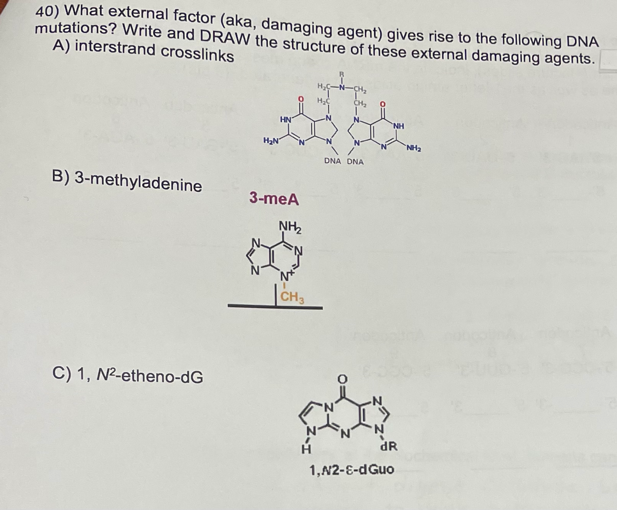 40) What external factor (aka, damaging agent) gives rise to the following DNA
mutations? Write and DRAW the structure of these external damaging agents.
A) interstrand crosslinks
CH2
HN
NH
H2N
NH2
DNA DNA
B) 3-methyladenine
3-meA
NH2
CH3
C) 1, N2-etheno-dG
N-
dR
1,N2-E-dGuo
