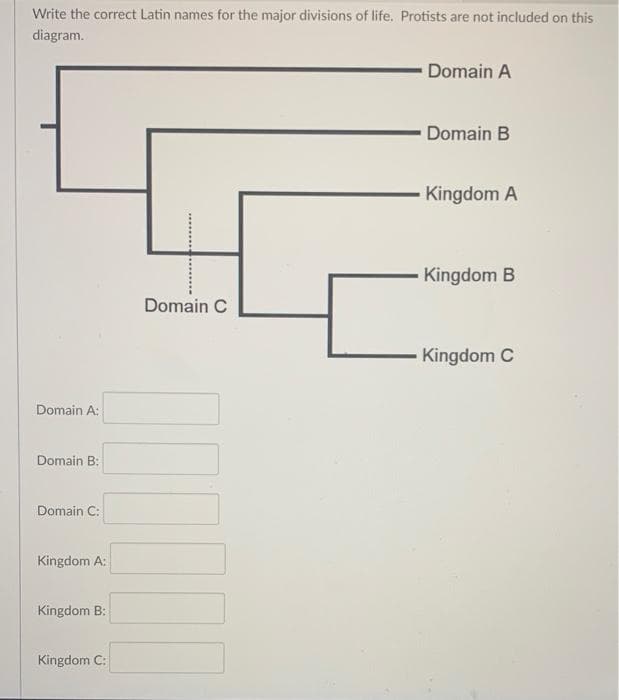 Write the correct Latin names for the major divisions of life. Protists are not included on this
diagram.
Domain A:
Domain B:
Domain C:
Kingdom A:
Kingdom B:
Kingdom C:
Domain C
Domain A
Domain B
Kingdom A
Kingdom B
Kingdom C