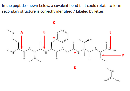 In the peptide shown below, a covalent bond that could rotate to form
secondary structure is correctly identified/labeled by letter:
с
E
OH
Thill find
-OH
HN
NH
"NH₂