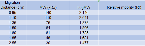 Migration
Distance (cm)
0.95
1.10
1.35
1.50
1.60
1.85
2.55
MW (kDa)
140
110
75
64
61
48
30
LogMW
2.146
2.041
1.875
1.806
1.785
1.681
1.477
Relative mobility (Rf)