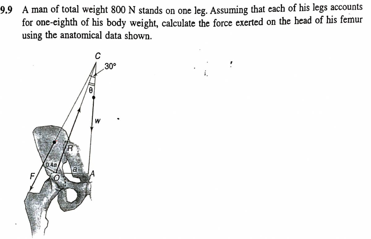 9.9 A man of total weight 800 N stands on one leg. Assuming that each of his legs accounts
for one-eighth of his body weight, calculate the force exerted on the head of his femur
using the anatomical data shown.
C
30°
W
0.4a
F/
