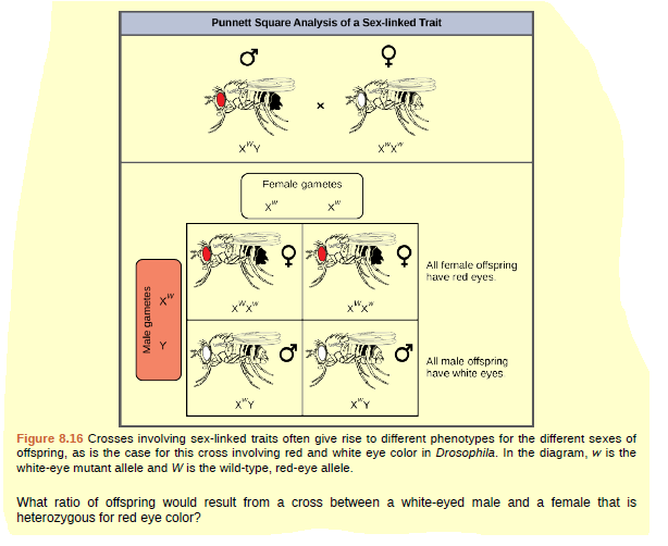 Punnett Square Analysis of a Sex-linked Trait
x"y
Female gametes
x"
x"
All fermale offspring
have red eyes.
All male offspring
have white eyes
Figure 8.16 Crosses involving sex-linked traits often give rise to different phenotypes for the different sexes of
offspring, as is the case for this cross involving red and white eye color in Drosophila. In the diagram, w is the
white-eye mutant allele and Wis the wild-type, red-eye allele.
What ratio of offspring would result from a cross between a white-eyed male and a female that is
heterozygous for red eye color?
Male gametes
