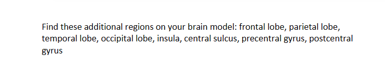 Find these additional regions on your brain model: frontal lobe, parietal lobe,
temporal lobe, occipital lobe, insula, central sulcus, precentral gyrus, postcentral
gyrus