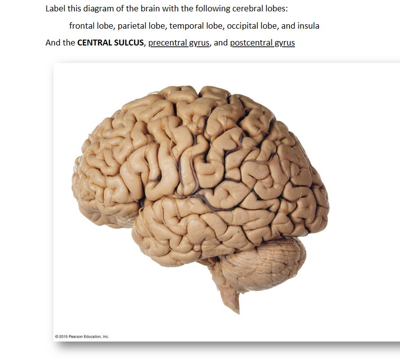 Label this diagram of the brain with the following cerebral lobes:
frontal lobe, parietal lobe, temporal lobe, occipital lobe, and insula
And the CENTRAL SULCUS, precentral gyrus, and postcentral gyrus
2015 Pearson Education, Inc.