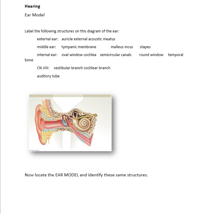 Hearing
Ear Model
Label the following structures on this diagram of the ear:
external ear: auricle external acoustic meatus
middle ear: tympanic membrane
malleus incus
internal ear: oval window cochlea semicircular canals
bone
CN VIII: vestibular branch cochlear branch
auditory tube
stapes
round window temporal
Now locate the EAR MODEL and identify these same structures.