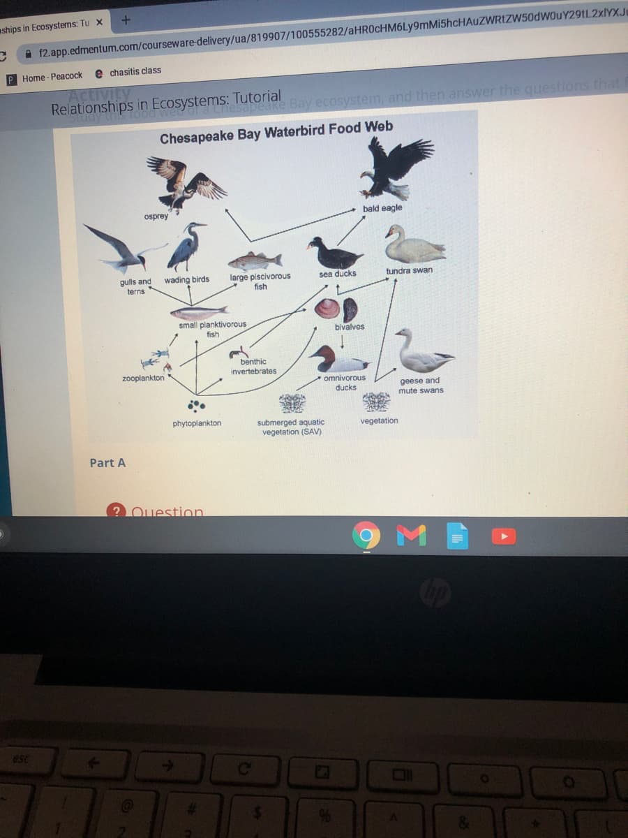 ships in Ecosystems: Tu X
P Home-Peacock
esc
+
f2.app.edmentum.com/courseware-delivery/ua/819907/100555282/aHR0cHM6Ly9mMi5hcHAUZWRtZW50dW0uY29tL2xlYX.Ju
e chasitis class
Activity
Relationships in Ecosystems: Tutorial Bay ecosystem, and then answer the questions that
Chesapeake Bay Waterbird Food Web
osprey
gulls and
terns
zooplankton
Part A
wading birds
small planktivorous
fish
phytoplankton
? Question
large piscivorous
fish
#
benthic
invertebrates
C
MOO
SEHER
GRASPE
$
sea ducks
submerged aquatic
vegetation (SAV)
bald eagle
%
bivalves
omnivorous
ducks
tundra swan
vegetation
geese and
mute swans
M
Oll
A
&
O