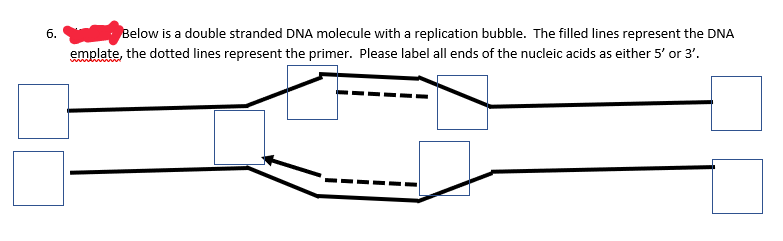 6. Below is a double stranded DNA molecule with a replication bubble. The filled lines represent the DNA
emplate, the dotted lines represent the primer. Please label all ends of the nucleic acids as either 5' or 3'.
