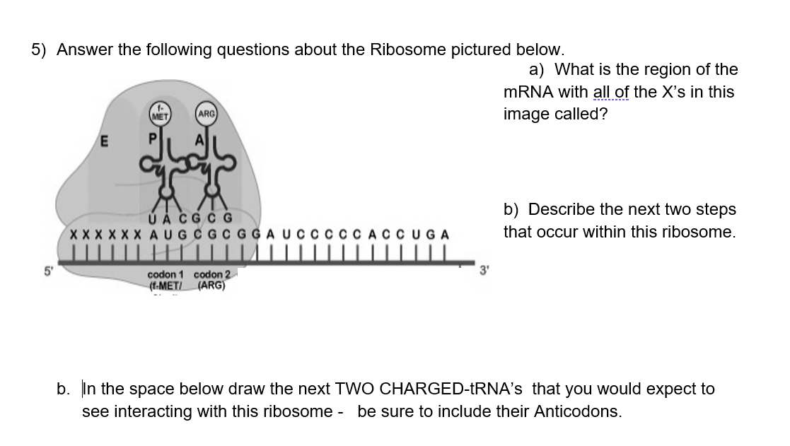 5) Answer the following questions about the Ribosome pictured below.
a) What is the region of the
MRNA with all of the X's in this
image called?
ARG
b) Describe the next two steps
Ú À CG C G
XxX XXX AUGC G C
CACCUGA
that occur within this ribosome.
5'
3'
codon 1 codon 2
(f-MET/
(ARG)
b. In the space below draw the next TWO CHARGED-TRNA's that you would expect to
see interacting with this ribosome - be sure to include their Anticodons.
