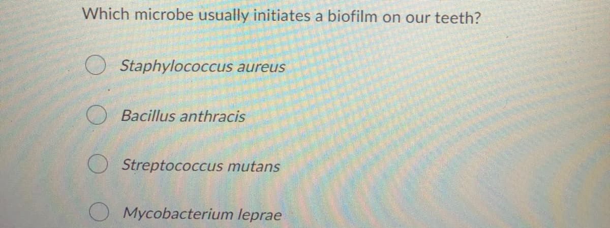 Which microbe usually initiates a biofilm on our teeth?
Staphylococcus
aureus
Bacillus anthracis
Streptococcus mutans
Mycobacterium leprae
