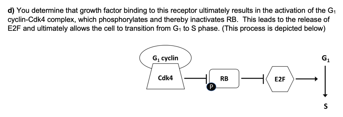 d) You determine that growth factor binding to this receptor ultimately results in the activation of the G1
cyclin-Cdk4 complex, which phosphorylates and thereby inactivates RB. This leads to the release of
E2F and ultimately allows the cell to transition from G1 to S phase. (This process is depicted below)
G, cyclin
G1
Cdk4
RB
E2F
P
