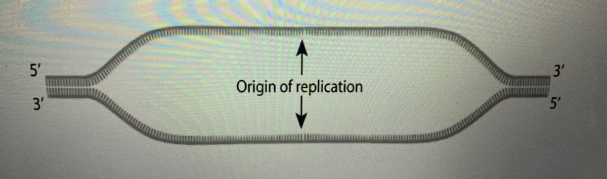 5'
3'
Origin of replication
3'
5'
