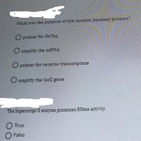 What was the purpose of the random hexamer primers?
O primer for GoTaq
O amplify the MRNA
primer for reverse transeriptase
Oamplify the lacZ genel
The Superscript II enzyme possesses RNase activity.
True
O False
