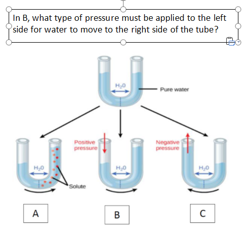 In B, what type of pressure must be applied to the left
side for water to move to the right side of the tube?
H,0
Pure water
Positive
Negative
pressure
pressure
H,0
H,0
H,0
Solute
А
B
