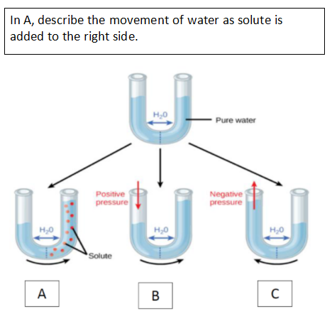 In A, describe the movement of water as solute is
added to the right side.
H20
Pure water
Negative
pressure
Positive
pressure
H,0
H,0
H,0
Solute
A
B.
