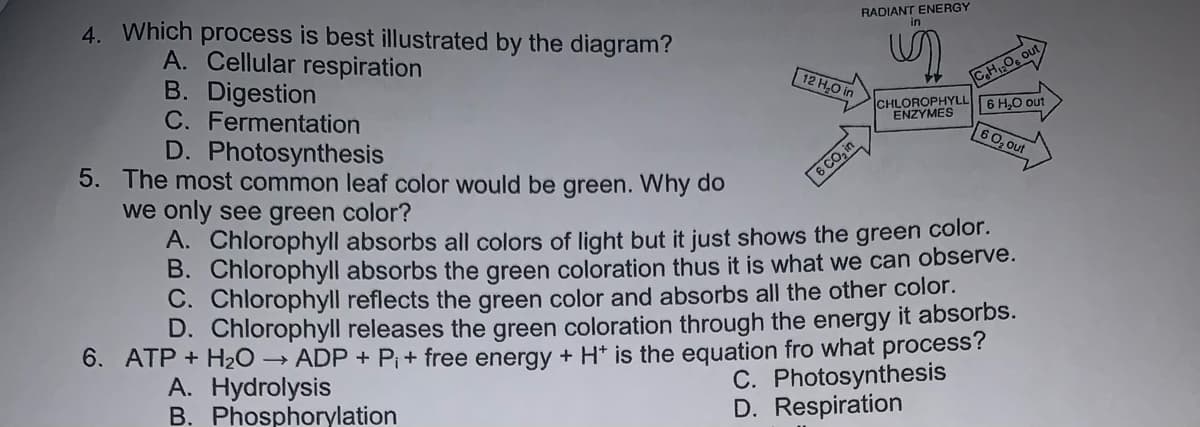 RADIANT ENERGY
in
4. Which process is best illustrated by the diagram?
A. Cellular respiration
B. Digestion
C. Fermentation
D. Photosynthesis
C,H O
CHLOROPHYLL 6 H.0 out
ENZYMES
12 H,0 in
60, out
6 CO, in
5. The most common leaf color would be green. Why do
we only see green color?
A. Chlorophyll absorbs all colors of light but it just shows the green color.
B. Chlorophyll absorbs the green coloration thus it is what we can observe.
C. Chlorophyll reflects the green color and absorbs all the other color.
D. Chlorophyll releases the green coloration through the energy it absorbs.
6. ATP + H2O → ADP + Pi+ free energy + H* is the equation fro what process?
C. Photosynthesis
A. Hydrolysis
B. Phosphorylation
D. Respiration
