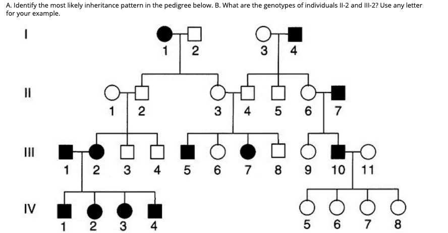 A. Identify the most likely inheritance pattern in the pedigree below. B. What are the genotypes of individuals II-2 and III-2? Use any letter
for your example.
1
4
II
1
2
3
4
5 6
7
II
2
3 4 5 6 7
9
10
11
IV
1
2
3
6
7
8
2.
4,
