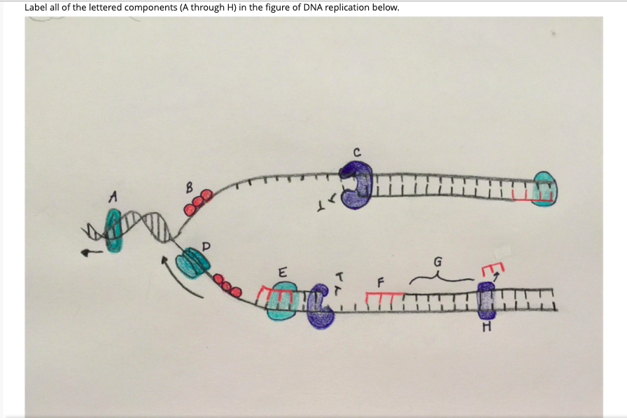 Label all of the lettered components (A through H) in the figure of DNA replication below.
C
A
G
E
