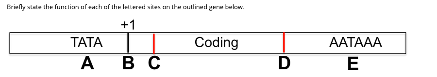 Briefly state the function of each of the lettered sites on the outlined gene below.
+1
TATA
Coding
ААТААА
А
А вс
E
