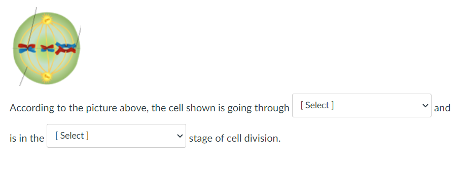 According to the picture above, the cell shown is going through [Select]
and
is in the [Select ]
stage of cell division.
