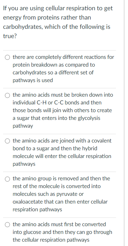 If you are using cellular respiration to get
energy from proteins rather than
carbohydrates, which of the following is
true?
there are completely different reactions for
protein breakdown as compared to
carbohydrates so a different set of
pathways is used
the amino acids must be broken down into
individual C-H or C-C bonds and then
those bonds will join with others to create
a sugar that enters into the glycolysis
pathway
O the amino acids are joined with a covalent
bond to a sugar and then the hybrid
molecule will enter the cellular respiration
pathways
the amino group is removed and then the
rest of the molecule is converted into
molecules such as pyruvate or
oxaloacetate that can then enter cellular
respiration pathways
O the amino acids must first be converted
into glucose and then they can go through
the cellular respiration pathways
