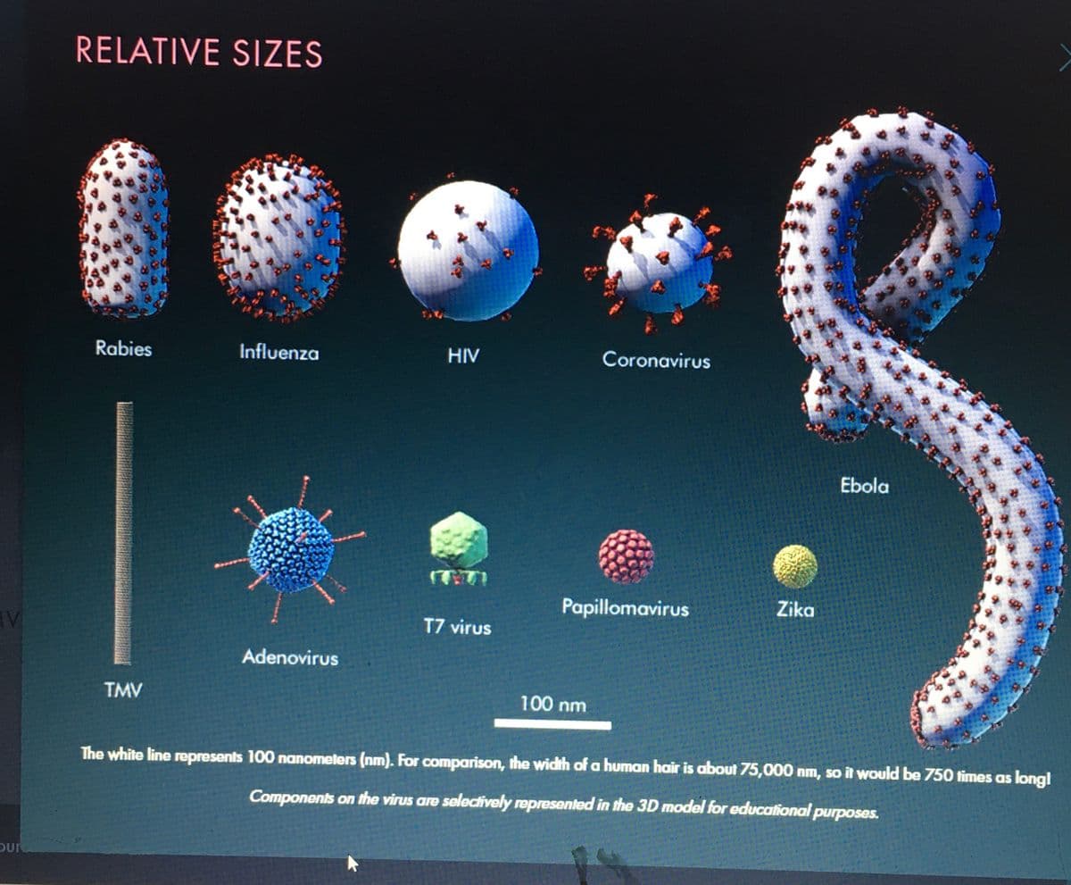 SUN
RELATIVE SIZES
100
Rabies
TMV
Influenza
Adenovirus
HIV
T7 virus
Coronavirus
Papillomavirus
100 nm
Zika
Ebola
****
The white line represents 100 nanometers (nm). For comparison, the width of a human hair is about 75,000 nm, so it would be 750 times as longl
Components on the virus are selectively represented in the 3D model for educational purposes.
K