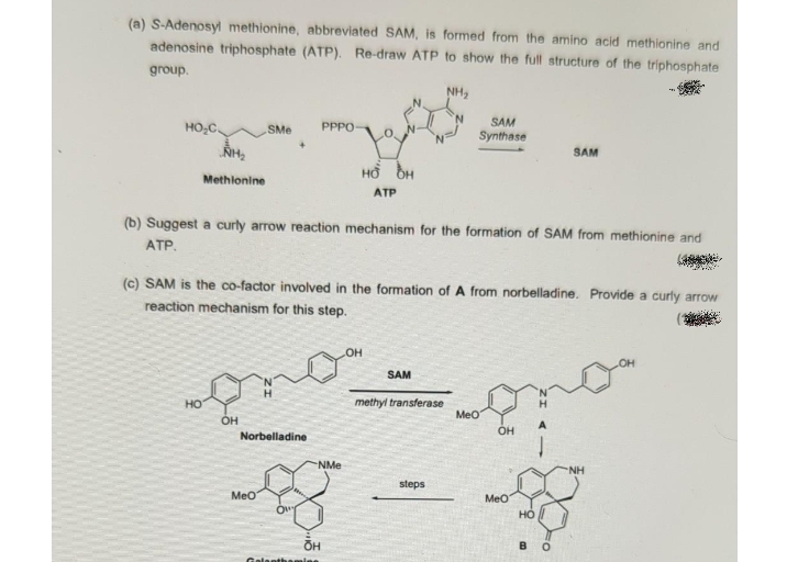 (a) S-Adenosyl methionine, abbreviated SAM, is formed from the amino acid methionine and
adenosine triphosphate (ATP).
Re-draw ATP to show the full structure of the triphosphate
group.
NH2
SAM
Synthase
HO,C SMe
PPPO
SAM
Methlonine
ATP
(b) Suggest a curly arrow reaction mechanism for the formation of SAM from methionine and
ATP.
(c) SAM is the co-factor involved in the formation of A from norbelladine. Provide a curly arrow
reaction mechanism for this step.
SAM
HO
methyl transferase
H.
Meo
OH
A
OH
Norbelladine
NMe
NH
steps
Meo
Meo
B O
Galanthamies
