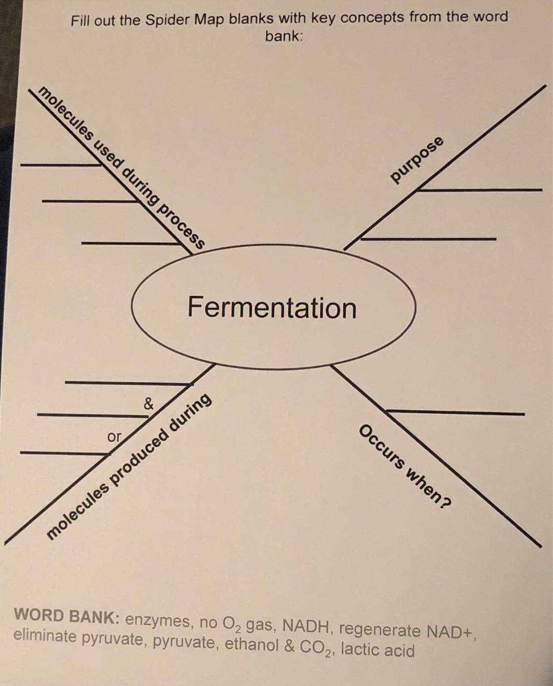 Fill out the Spider Map blanks with key concepts from the word
bank:
molecules used during process
purpose
Fermentation
&
Occurs when?
or
molecules produced during
WORD BANK: enzymes, no O2 gas, NADH, regenerate NAD+,
eliminate pyruvate, pyruvate, ethanol & CO2, lactic acid
