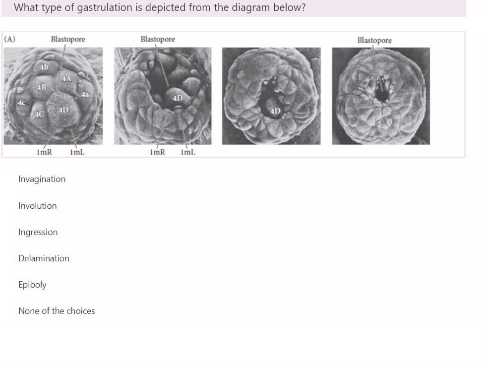 What type of gastrulation is depicted from the diagram below?
(A)
Blastopore
Blastopore
4A
4D
4c
4b
AB
4D
4a
4C
ImR
Invagination
Involution
Ingression
Delamination
Epiboly
None of the choices
ImL
ImR
4D
ImL
Blastopore
