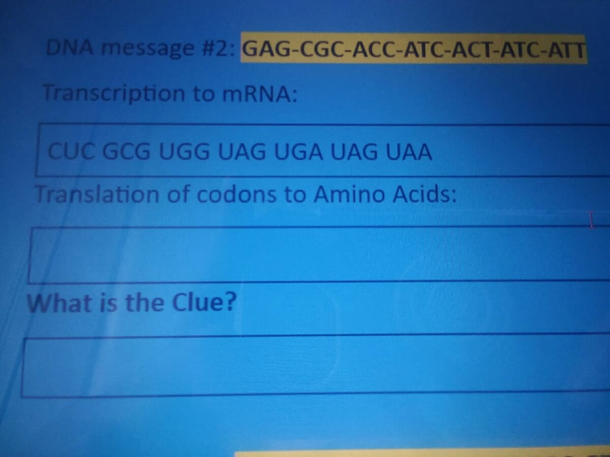 DNA message #2: GAG-CGC-ACC-ATC-ACT-ATC-ATT
Transcription to MRNA:
CỤC GCG UGG UAG UGA UAG UAA
Translation of codons to Amino Acids:
What is the Clue?
