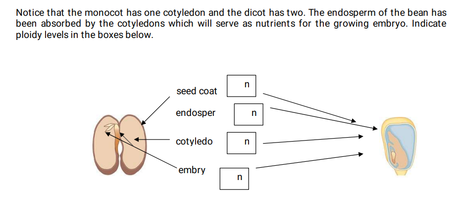 Notice that the monocot has one cotyledon and the dicot has two. The endosperm of the bean has
been absorbed by the cotyledons which will serve as nutrients for the growing embryo. Indicate
ploidy levels in the boxes below.
seed coat
endosper
cotyledo
embry
