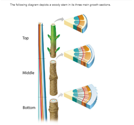 The following diagram depicts a woody stem in its three main growth sections.
Тop
Middle
Bottom
